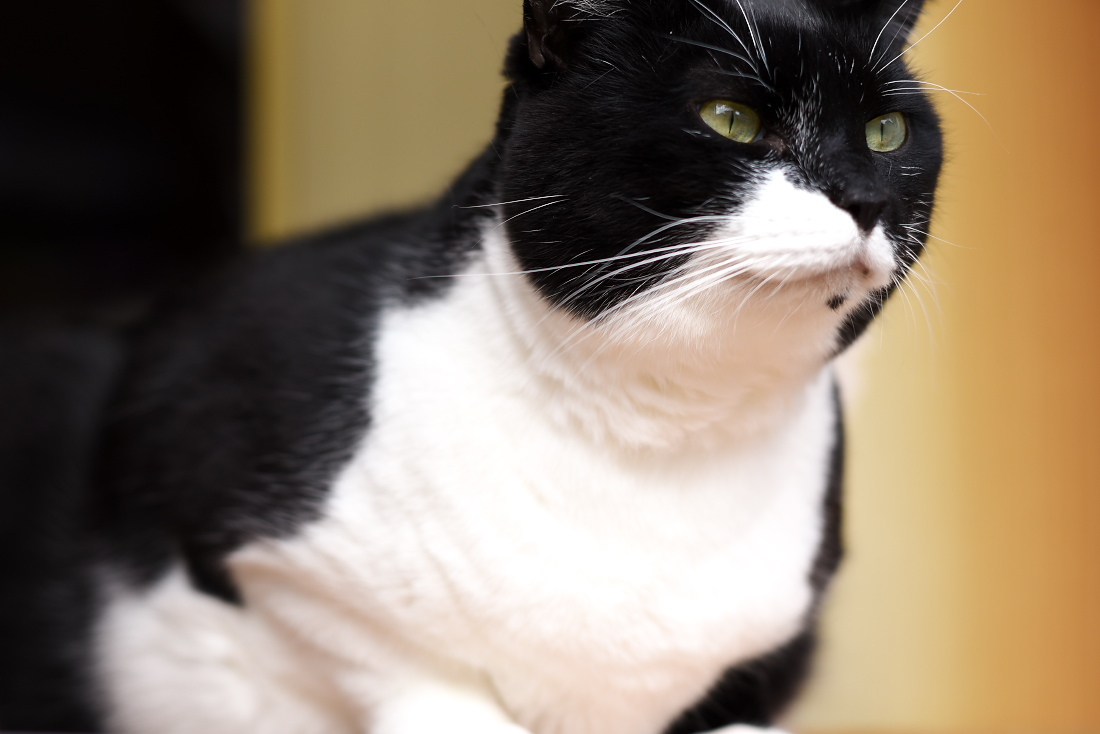 nikon 105mm 1.8 作例有り Ai Nikkor 105mm F1.8S それは魅惑の中望遠 | カブトムシと写真